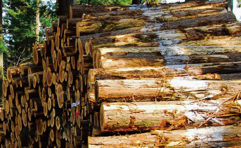 樹齢1000年家を支える土台は最上級のヒバ材